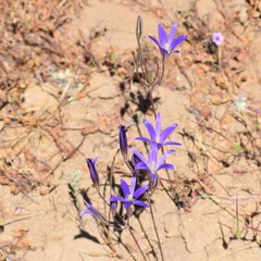 Brodiaea elegans