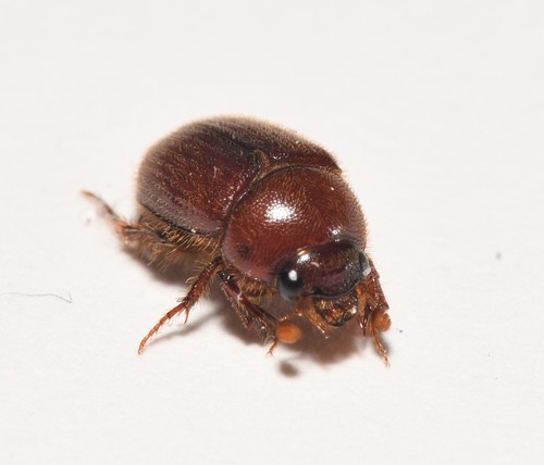 Tiny Sand-loving Scarab Beetle