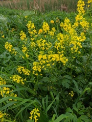 Barbarea vulgaris