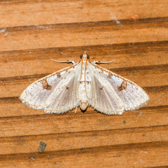 Palpita illibalis