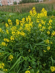Barbarea vulgaris