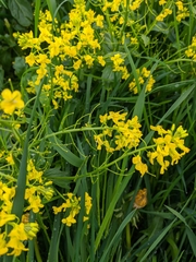 Barbarea vulgaris