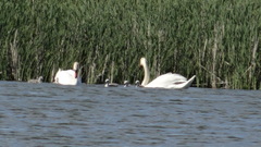 Cygnus olor