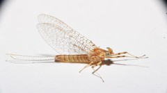 Maccaffertium mediopunctatum mediopunctatum