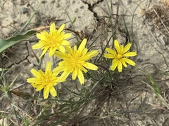 Scorzonera laciniata