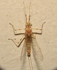 Maccaffertium mediopunctatum mediopunctatum