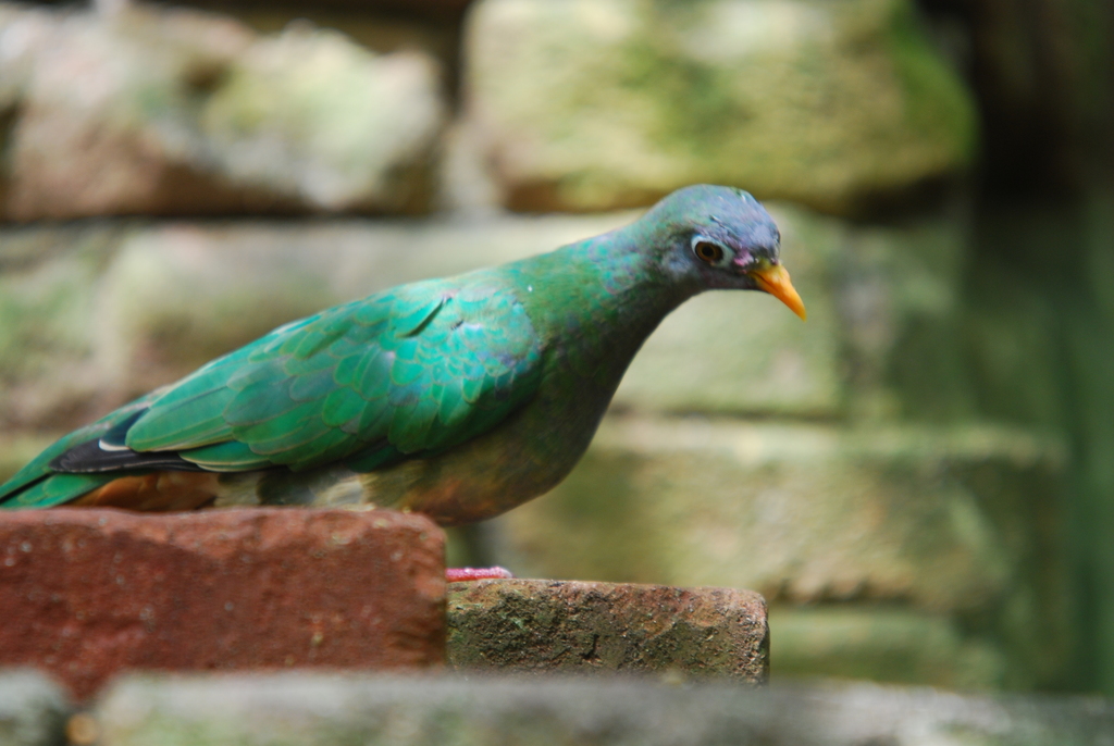 Jambu Fruit Dove