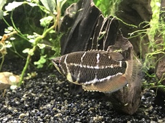 Sphaerichthys selatanensis