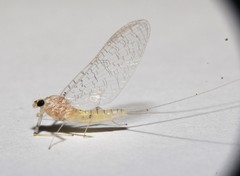 Maccaffertium terminatum terminatum