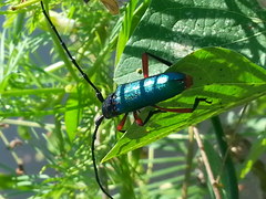 Deltaspis rubriventris
