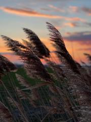Phragmites australis
