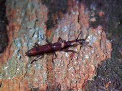 Trachelizini