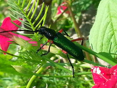 Deltaspis rubriventris