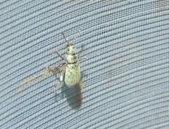 Phyllobius roboretanus