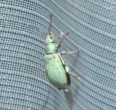 Phyllobius roboretanus