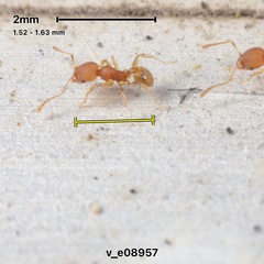 Pheidole bilimeki