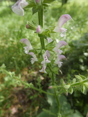Salvia hierosolymitana