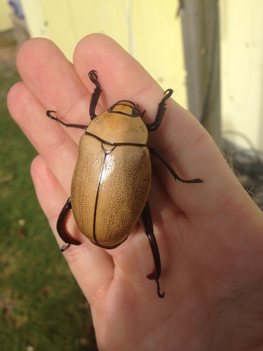Heterosternus buprestoides · iNaturalist