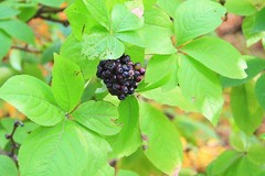 Eleutherococcus sessiliflorus