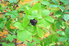 Eleutherococcus sessiliflorus