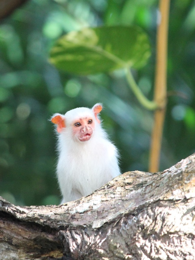 Silvery Marmoset
