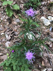 Liatris compacta