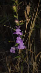 Sairocarpus vexillocalyculatus vexillocalyculatus