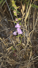 Sairocarpus vexillocalyculatus vexillocalyculatus