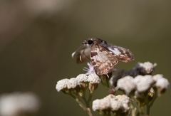 Chiomara