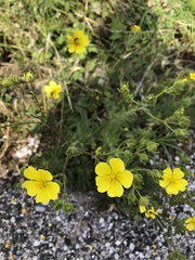 Magnoliopsida