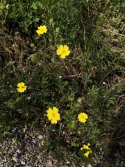 Magnoliopsida