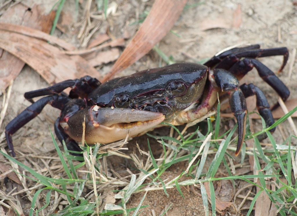 Rice Paddy Crabs