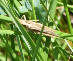Chorthippus brunneus