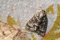 Acronicta fragilis