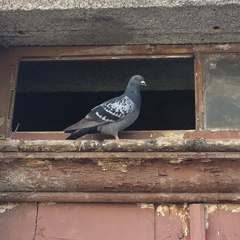 Columba livia domestica