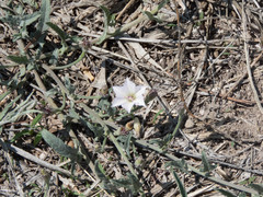 Convolvulus equitans equitans