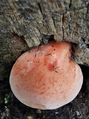 Rhodotus palmatus