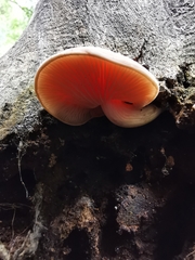 Rhodotus palmatus