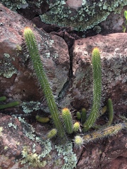 Cleistocactus samaipatanus