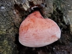 Rhodotus palmatus