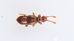 Euplectus nanus