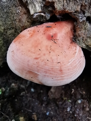 Rhodotus palmatus