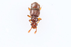 Euplectus nanus