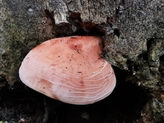 Rhodotus palmatus