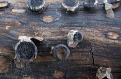 Biscogniauxia marginata