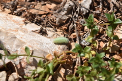 Zygaena punctum