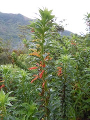 Image of Lobelia laxiflora
