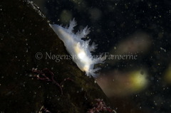Dendronotus lacteus