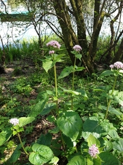 Valeriana pyrenaica