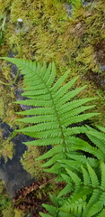Dryopteris filix-mas